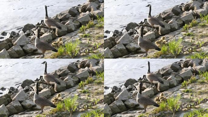 一群成年鹅和它们的幼雏沿着莱茵河的岩石堤岸行走
