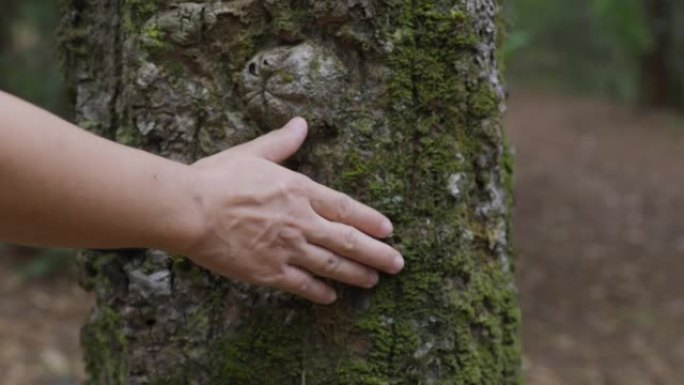 热带森林中的女性手触摸树干