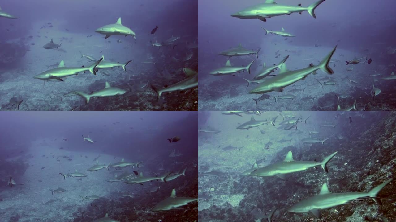 一群黑尖灰礁鲨在土阿莫土的蓝色水域水下游泳。