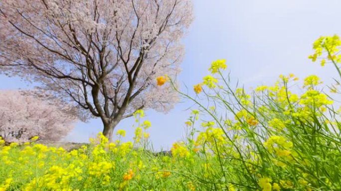 盛开的樱花和油菜花