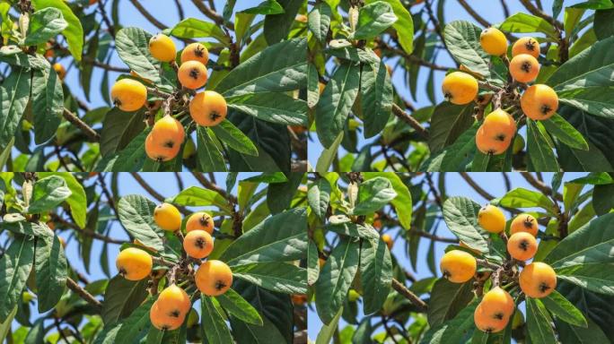 农业种植园树上的橙色枇杷果实。