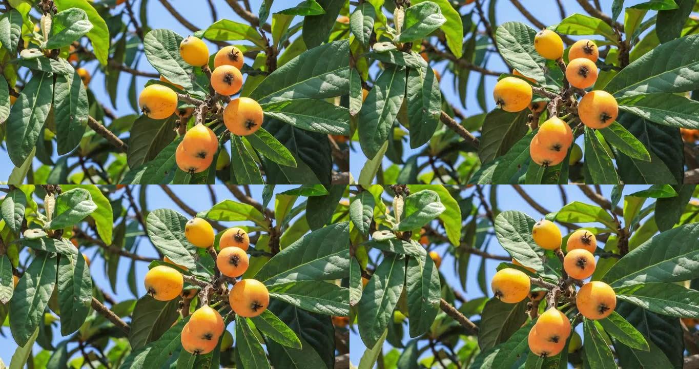 农业种植园树上的橙色枇杷果实。
