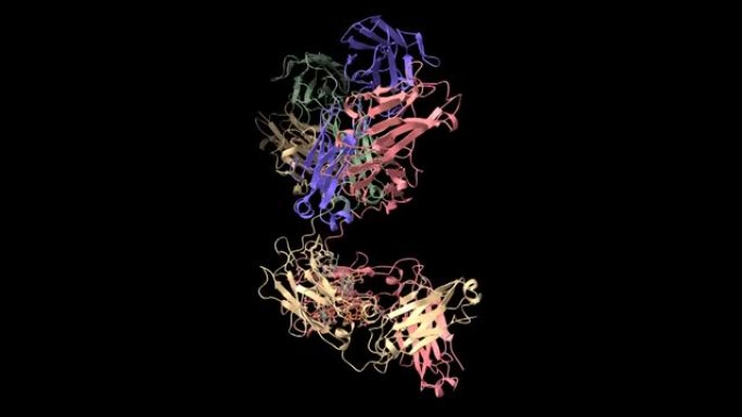 人免疫球蛋白的结构