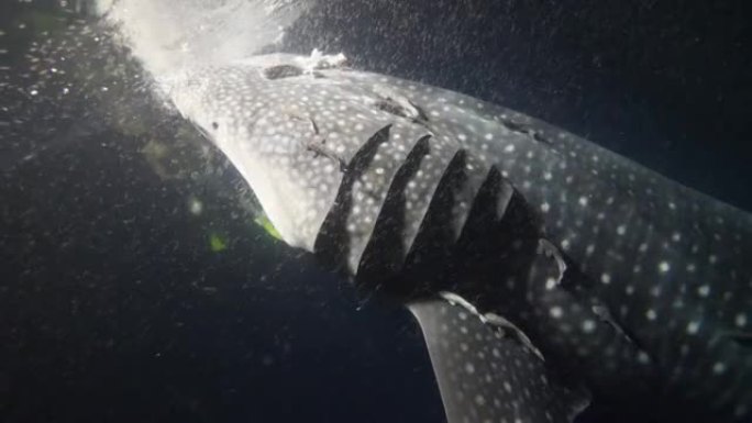 马尔代夫夜间在船后以普朗顿为食的大鲸鲨犀牛typus