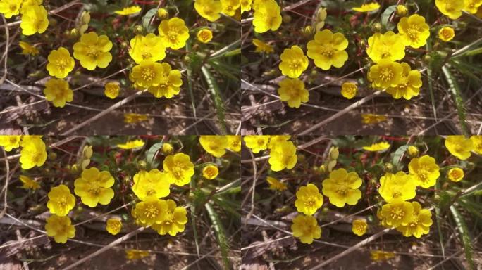 黄色毛茛花的自然背景。