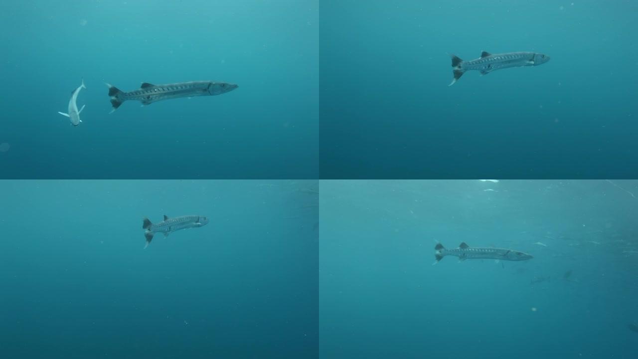 斐济水下海洋中的梭子鱼。