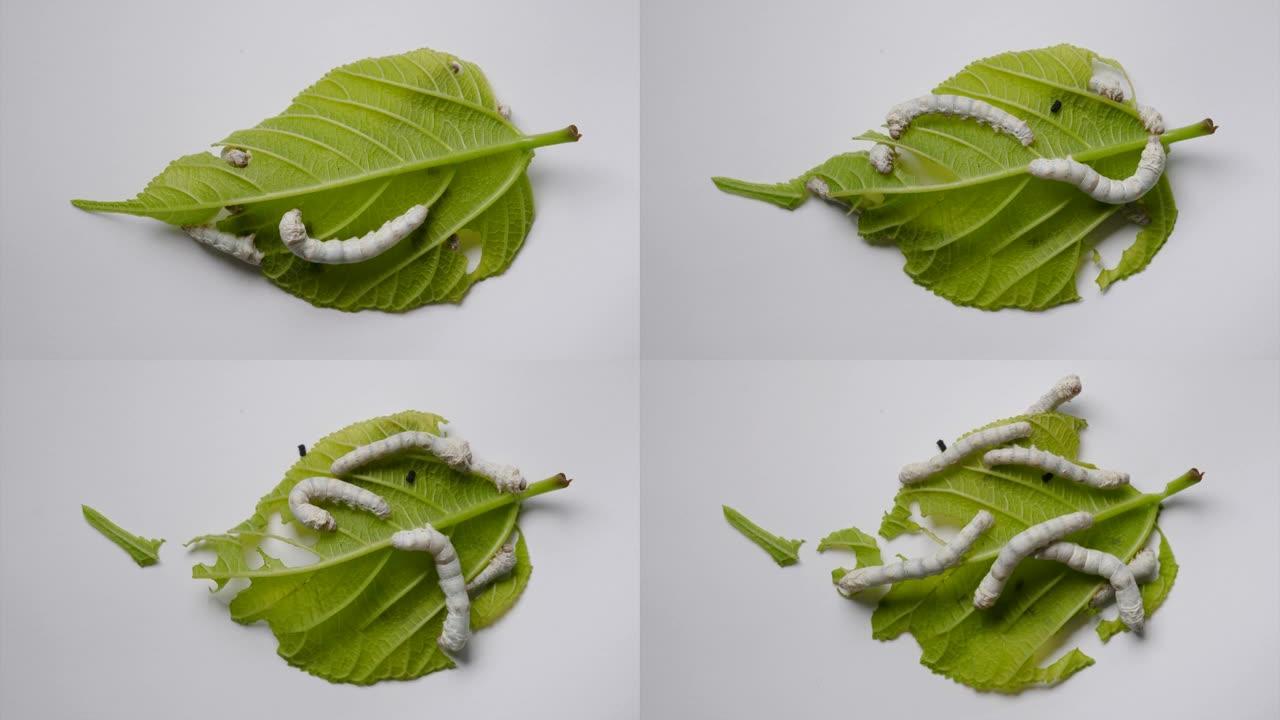 成年蚕的4k延时镜头在白色背景上吃新鲜的桑叶。
