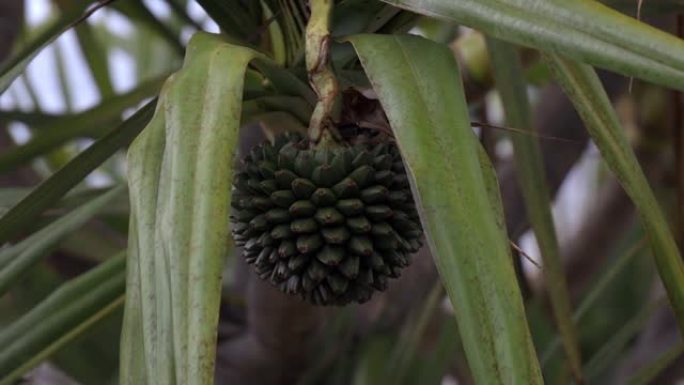 露兜树水果，常见的螺旋松，在留尼汪岛的鸭舌帽中