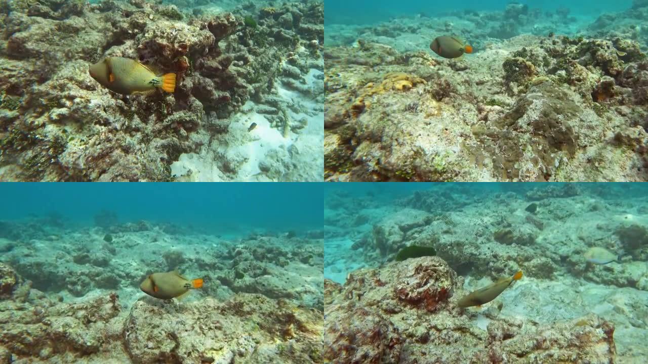 珊瑚礁上的橙色衬里的金鱼鱼