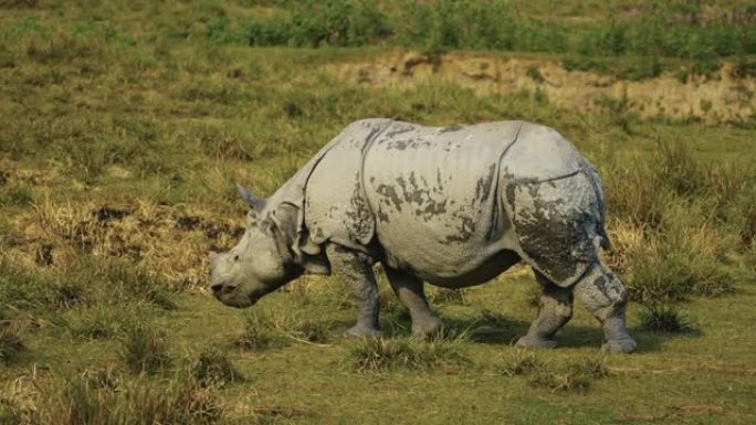 印度一角犀牛 (Rhinoceros unicornis) 和小牛以慢动作放牧或以草为食