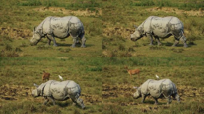 印度一角犀牛 (Rhinoceros unicornis) 和小牛以慢动作放牧或以草为食