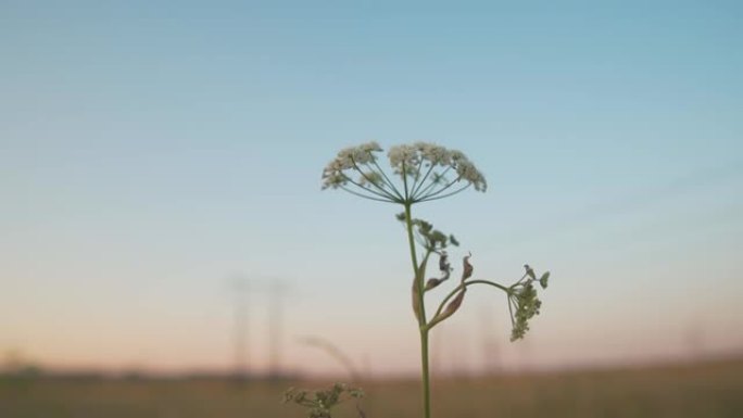 Heracleum mantegazzianum，在傍晚的阳光下盛开的巨型猪草