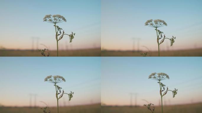 Heracleum mantegazzianum，在傍晚的阳光下盛开的巨型猪草