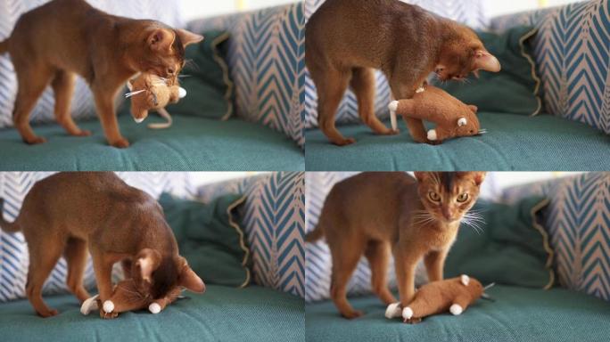 可爱的阿比西尼亚猫玩老鼠和一张纸。