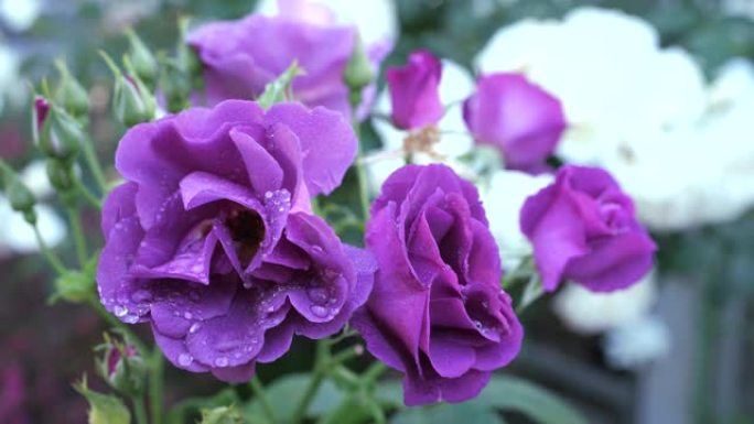 紫色玫瑰的特写-蓝色的狂想曲-早晨下雨后