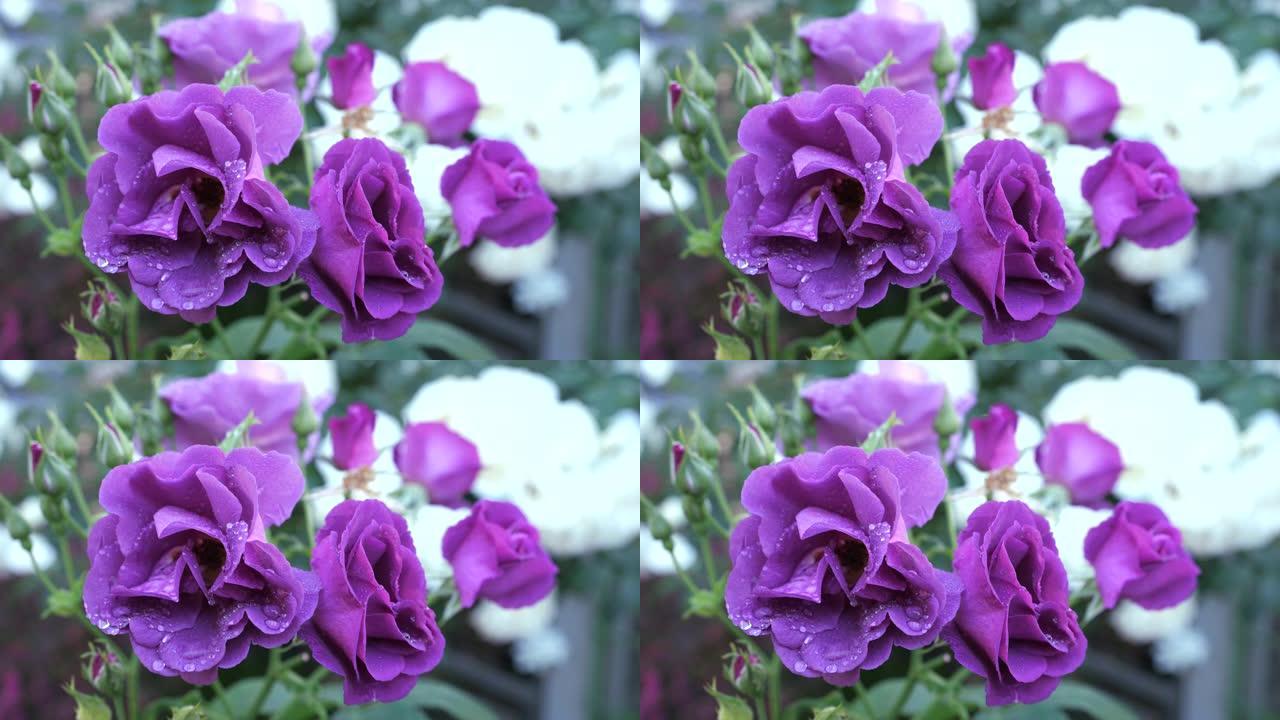 紫色玫瑰的特写-蓝色的狂想曲-早晨下雨后