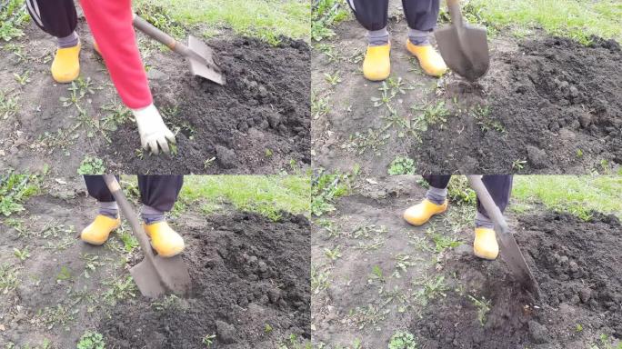一个农民的脚在橡胶鞋挖地的特写，农业，除草，4k视频，特写