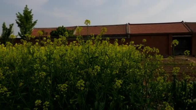 中国农村的房屋前种植油菜花。
