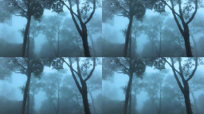 黎明时树木和薄雾的森林。