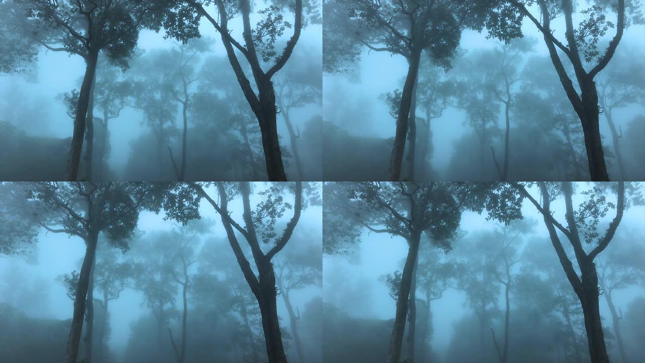 黎明时树木和薄雾的森林。