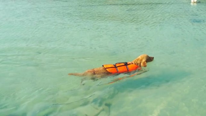 聪明的金毛猎犬海洋狗穿救生衣，在清水上游泳