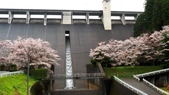 奈良雨中樱花开满长谷坝的尾水