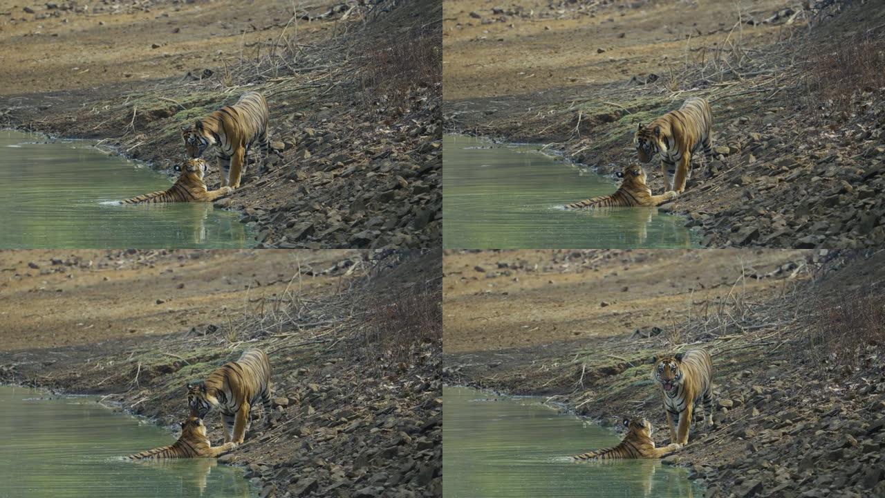一对美丽的老虎夫妇在Tadoba Andhari老虎保护区的水体中以慢动作放松