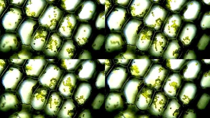 显微镜下的植物细胞，时间流逝