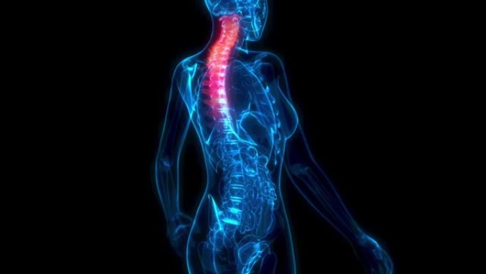 颈椎，人体脊柱顶部x线扫描