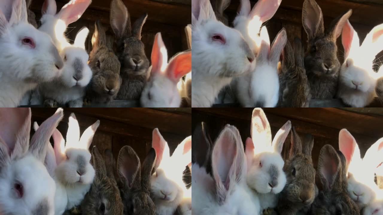 一群在农场吃食物的白兔