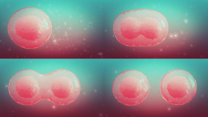 卵细胞细胞分裂细胞核分散