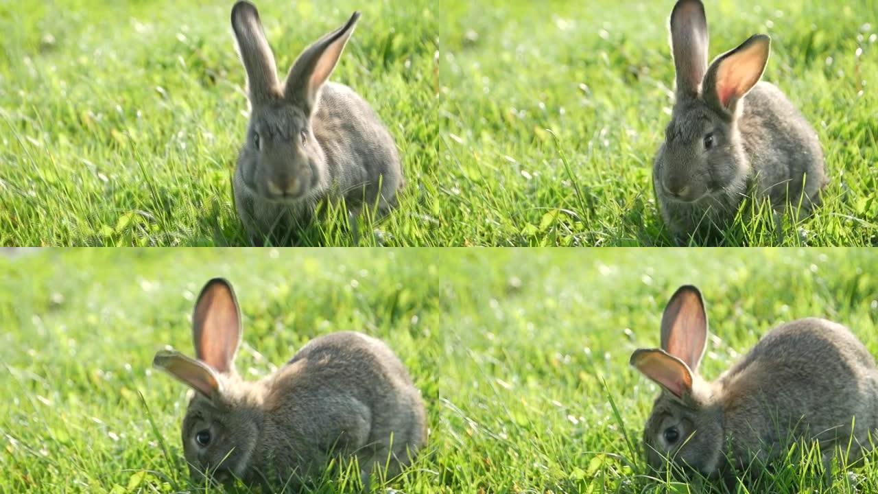 绿色草地上的灰色兔子，绿色夏日草地上美丽可爱的兔子。