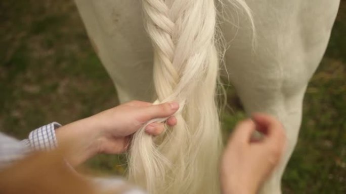 美丽的女人把马的尾巴编成辫子。白发做成的辫子。方便，美丽。理发师，照顾宠物，爱runch