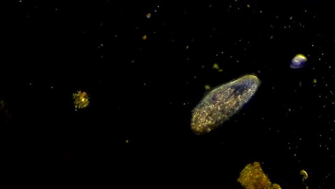 漂浮在水中的纤毛虫草履虫微生物