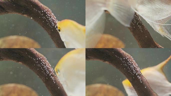 一对金蝶藻神仙鱼，雌性沉积卵，雄性受精