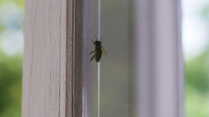 欧洲蜜蜂在家里飞行，在窗户附近爬行