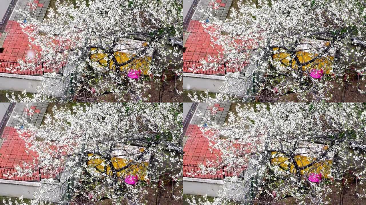 白色的春天的花朵上飘着白雪。2021年4月安卡拉。