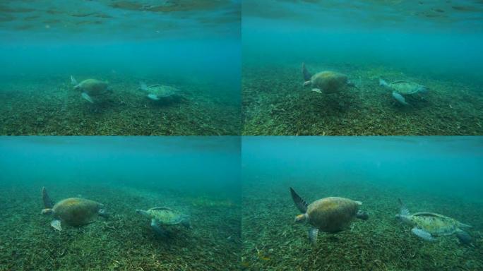 绿海龟游到海面呼吸，然后游到大海