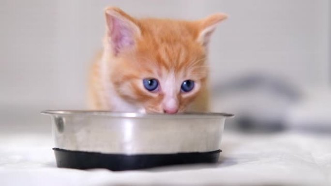 4k特写小红姜条纹小猫吃罐装猫粮从碗。猫舔嘴唇，看着相机。灰色地板上的湿小猫食品广告