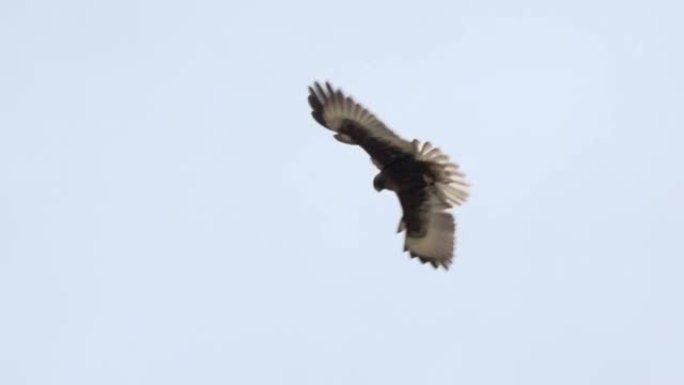 一只鹰，猛禽在空中飞翔，张开他强大的翅膀。