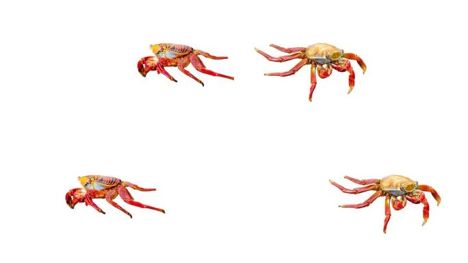 彩色螃蟹运行循环动画