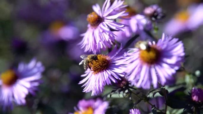 蜜蜂在花开周围飞翔并收集花粉。Dop，宏，特写