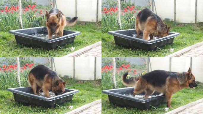 夏季，德国牧羊犬在花园里的装饰池中游泳和喝酒
