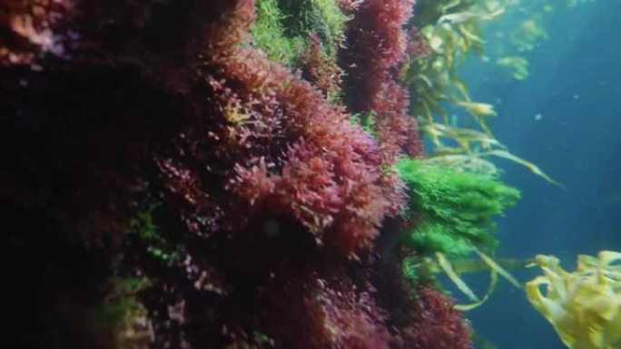 水下彩色海藻森林热带鱼群海洋大海野生动物