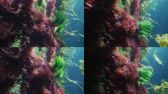 水下彩色海藻森林热带鱼群海洋大海野生动物