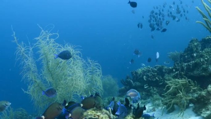 库拉索岛周围加勒比海珊瑚礁绿松石水中的蓝塘学校海景