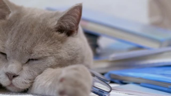 戴着眼镜的灰色英国猫躺在桌子上散落的书上。4K