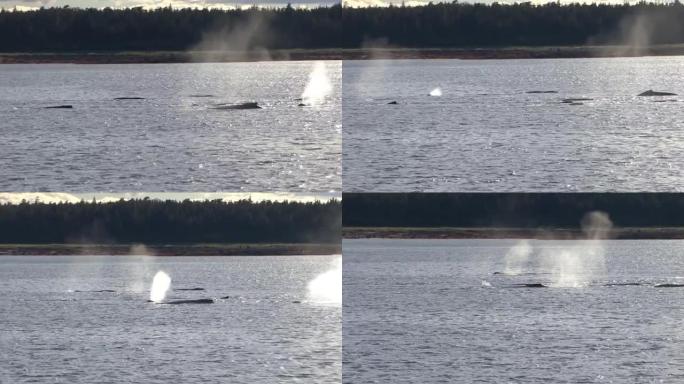 阿拉斯加通道内，一群巨大的座头鲸在岸边游泳。阿拉斯加的野生动物。