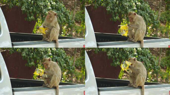 猴子在皮卡车上吃游客的零食。