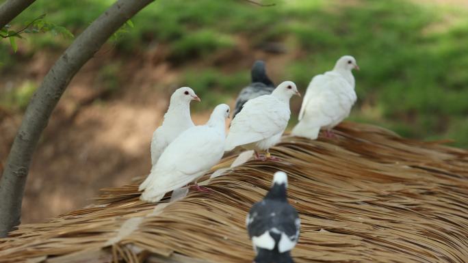 鸽子 一群鸽子 鸽子在树上  公园 白鸽